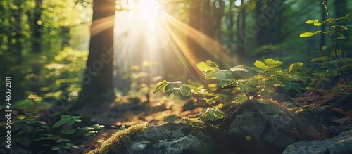 The suns rays penetrate the dense forest canopy  casting dappled light on the ground. Lush green leaves filter the sunlight  creating a natural pattern. Stones are visible in the background.