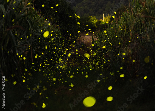 Big Dipper Fireflies (Photinus pyralis) flying through a corn field in Catalonia, Spain. © pedro
