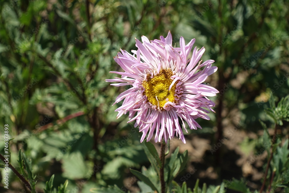 Fading pink flower of semi double China aster in mid August Fading pink flower of semi double China aster in mid August
