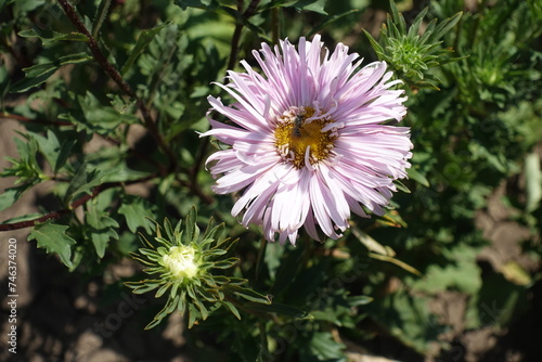 Insect pollinating light pink flower of China aster in mid August