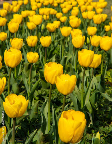 Tulips Flowers are vibrant, cup-shaped flowers native to Eurasia, known for their rich colors and symbolic meanings like perfect love and elegance.