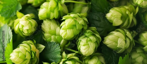 Fresh green hops for brewing craft beer and natural ingredients for home brewing process photo