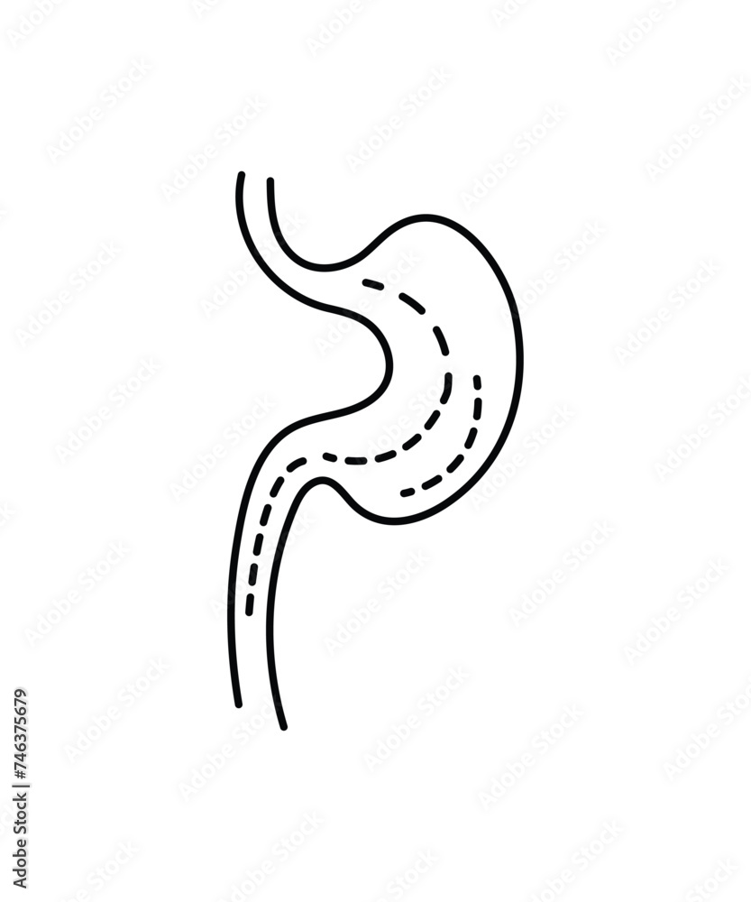 stomach icon, vector best line icon. stomach icon, vector best line icon.