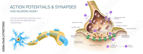 how neurotransmitter works? The process the brain neurons communicate each other anatomy vector illustration. Action potentials and synapses. multiple sclerosis formation. Motor neuron communication.