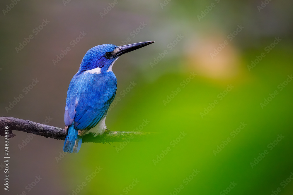Small Blue Kingfisher - Alcedo coerulescens
