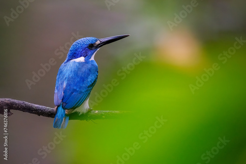 Small Blue Kingfisher - Alcedo coerulescens © Riadi