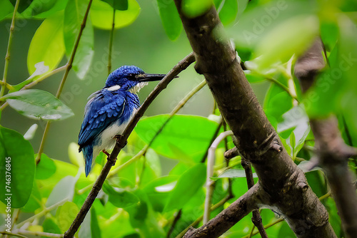 Small Blue Kingfisher - Alcedo coerulescens photo