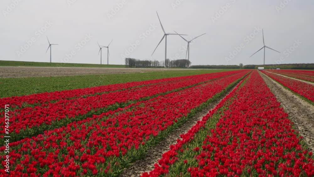Red tulips flowering in a field and wind turbines generating energy during spring in Goeree-Overflakkee, the Netherlands Red tulips flowering in a field and wind turbines generating energy during spring in Goeree-Overflakkee, the Netherlands
