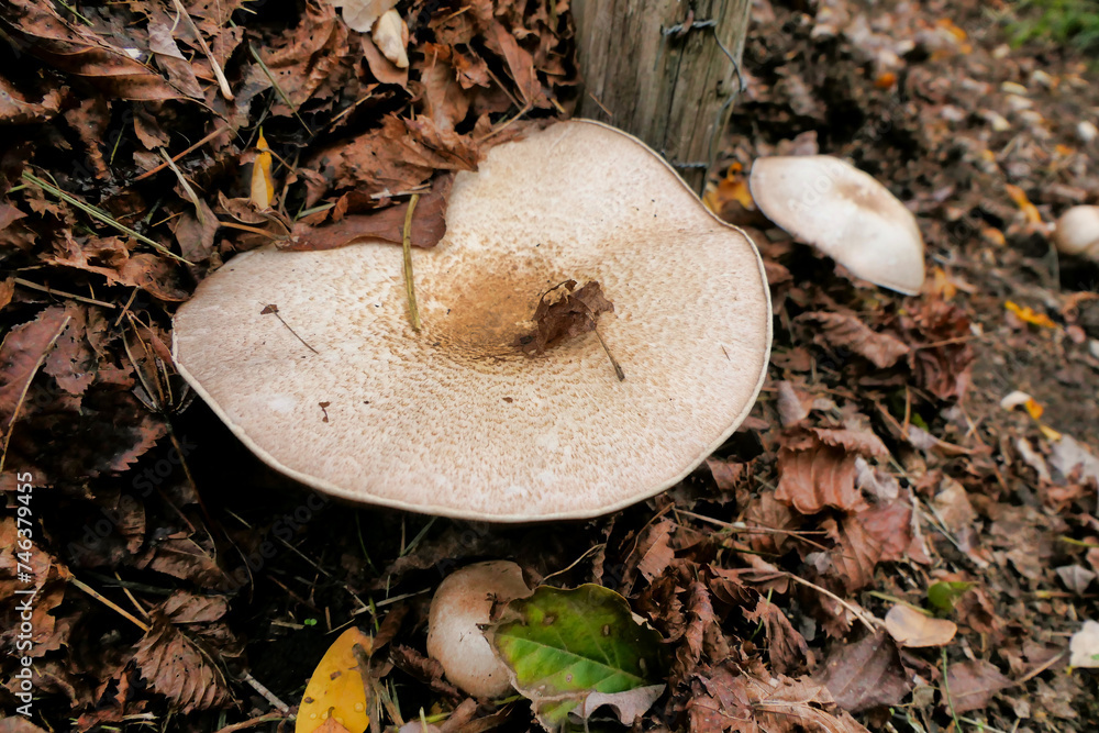 Agaricus subrufescens (Almond Mushroom) growing in a compost heap. Also