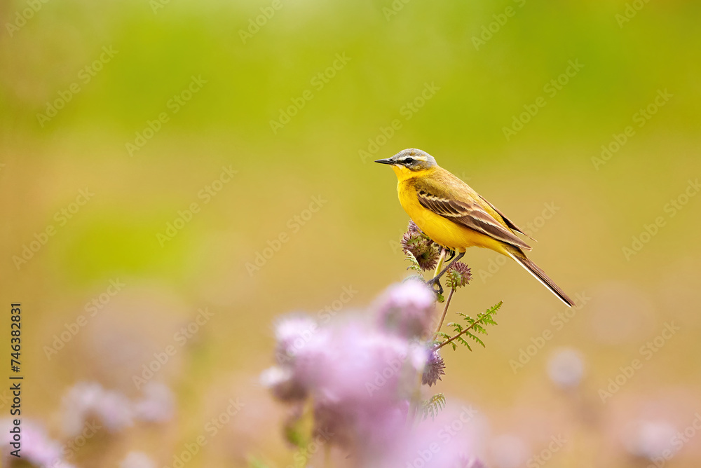 Obraz premium Western Yellow Wagtail bird sitting on Lacy phacelia plant (Motacilla flava)