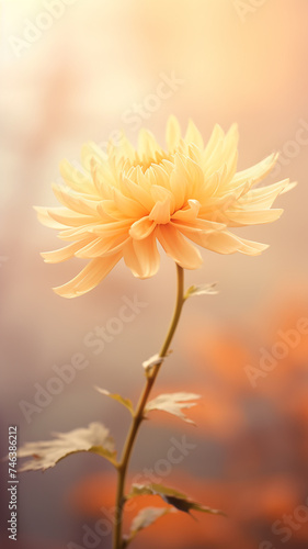 vertical background autumn flower in warm yellow and orange tones soft pastel delicate golden october © kichigin19