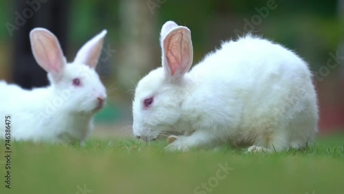 White rabbit runs on the green grass. Little rabbit in the garden. White hare close-up. Rabbit resting on the grass. rabbit galloping on the grass. photo