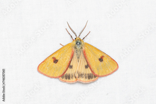 The clouded buff  Diacrisia sannio  is a moth of the family Erebidae.