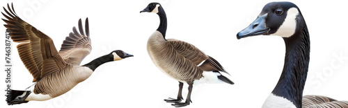 Canada goose bundle, flying, standing and portrait, isolated on a white background, animal collection