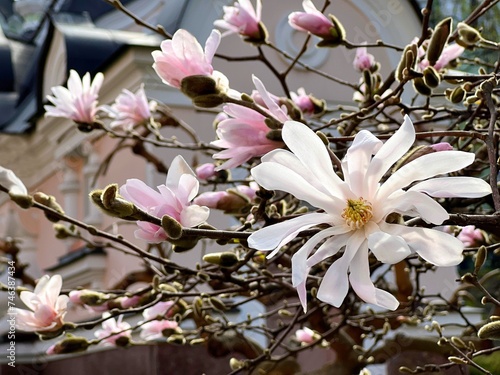 Magnolia stellata pink white flowers in the spring park