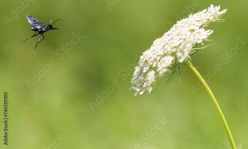 Blue mud wasp (Chalybion californicum) in flight near some Queen Anne's lace (Daucus carota). photo