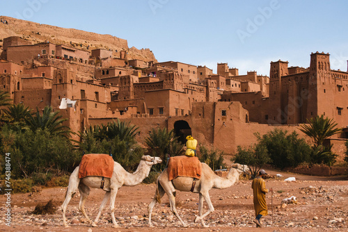 Camels in desertic city, Morocco photo