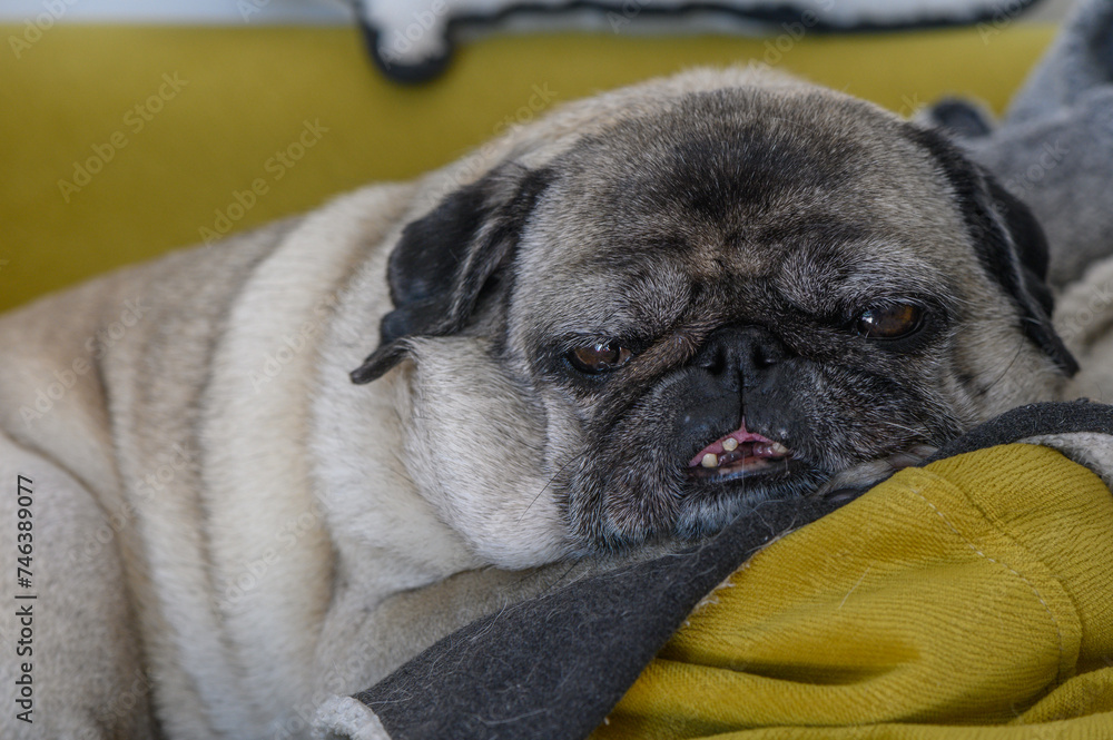 old pug lies on yellow pillows 4