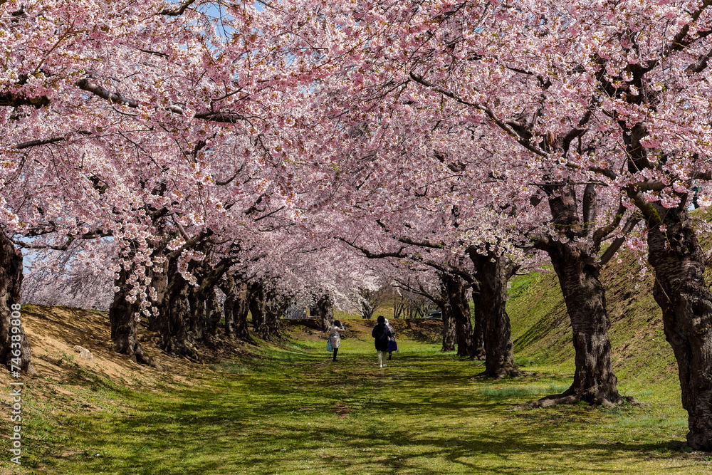Tourists under a beautiful pink Cherry Blossom tunnel on a bright, sunny day in springtime Tourists under a beautiful pink Cherry Blossom tunnel on a bright, sunny day in springtime