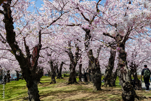 People enjoying beautiful springtime Sakura  Cherry Blossom  on a bright  sunny day