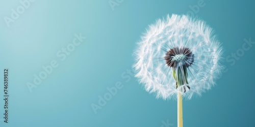 An abstract close-up of a dandelion against a blue backdrop  designed as a serene horizontal wallpaper with ample text space.