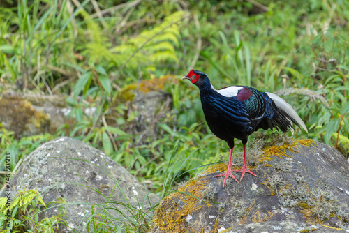 Swinhoe's pheasant, male pheasant endemic bird of Taiwan, bird in the forest 
 photo