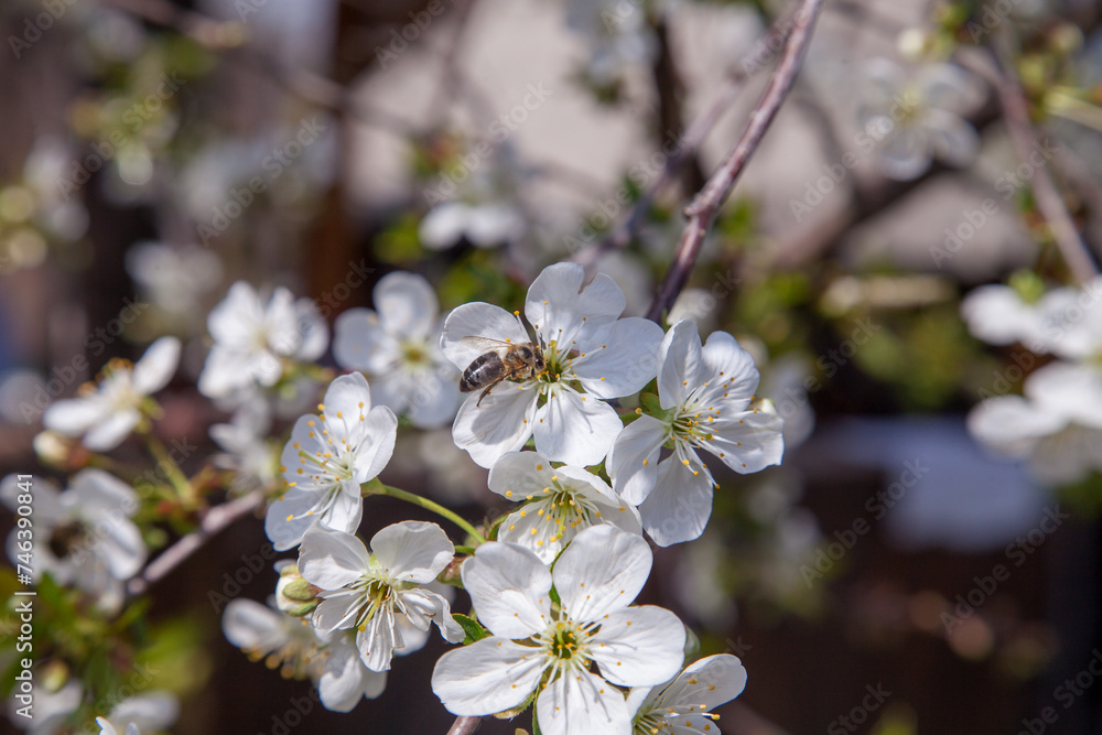 Honeybee on white flower of cherry tree collecting pollen and nectar to make sweet honey with medicinal benefits..