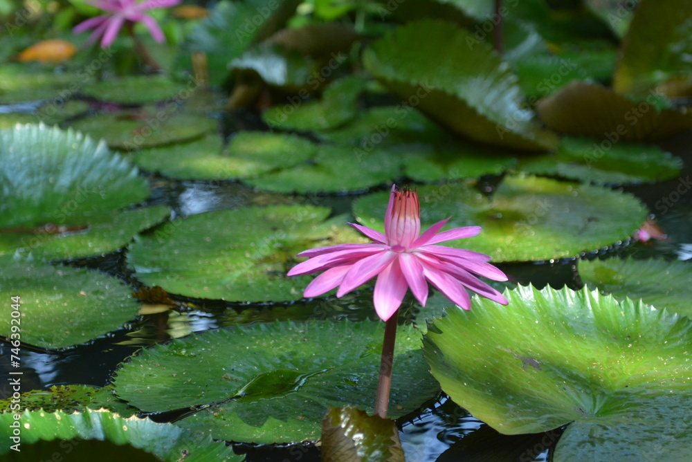 Beautiful purple lotus flowers or Bunga Teratai or Nelumbo Nucifera blooming on the water with leaves around it Beautiful purple lotus flowers or Bunga Teratai or Nelumbo Nucifera blooming on the water with leaves around it