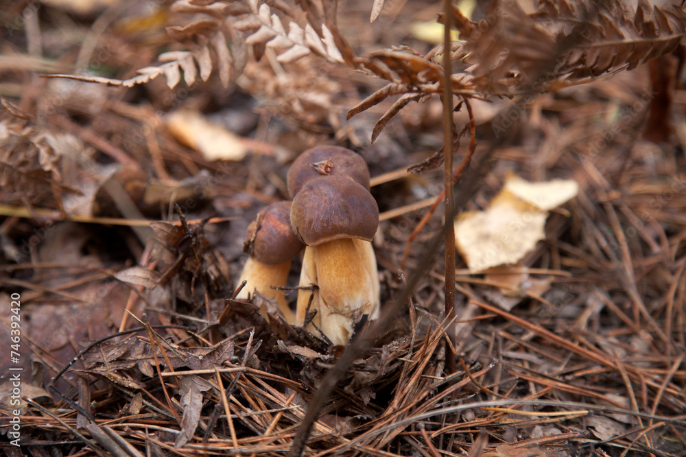 Close up view of several Imleria Badia or Boletus Badius commonly known as the Bay Bolete growing in pine tree forest.. Close up view of several Imleria Badia or Boletus Badius commonly known as the Bay Bolete growing in pine tree forest..