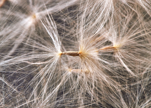Fotografie Desert Rose seeds on a black background