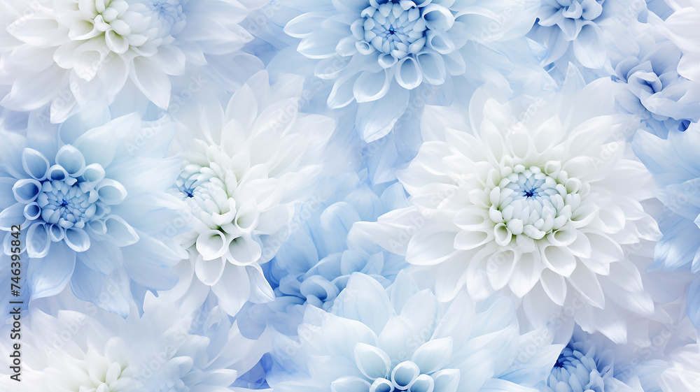 delicate light background flowers blue and white chrysanthemums, abstract realistic flower petals, soft color pastel delicate light background flowers blue and white chrysanthemums, abstract realistic flower petals, soft color pastel