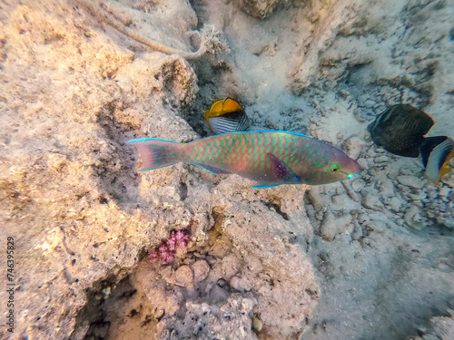 Close up view of Hipposcarus longiceps or Longnose Parrotfish (Hipposcarus Harid) at coral reef.. photo