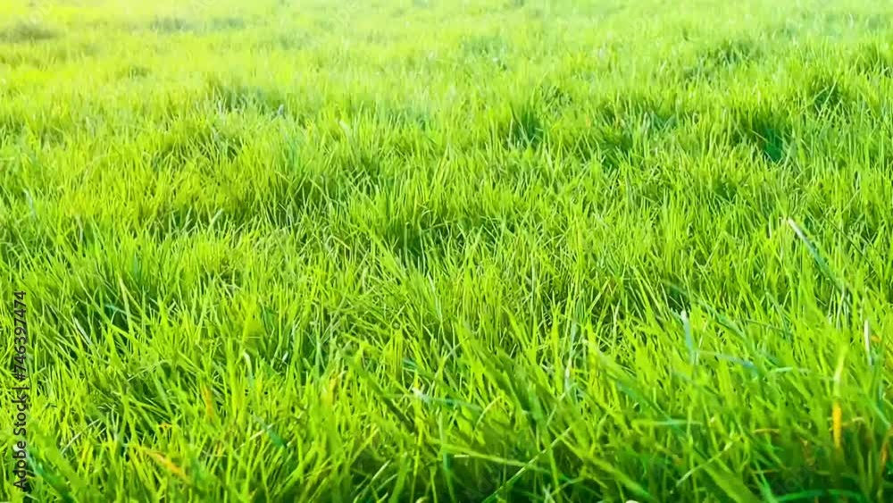 Verdant green grass bathing in the gentle glow of sunlight in the English countryside Verdant green grass bathing in the gentle glow of sunlight in the English countryside