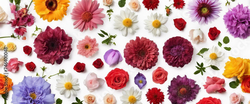 Set of different beautiful flowers on white background. Banner design