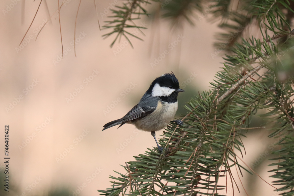 Coal tit Coal tit