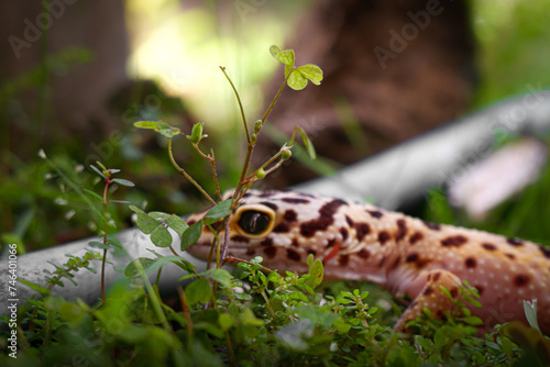 a reptile type leopard gecko, a pet nocturnal gecko type leopard gecko © FeriFerdinan