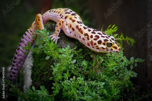 Fotografie a reptile type leopard gecko, a pet nocturnal gecko type leopard gecko