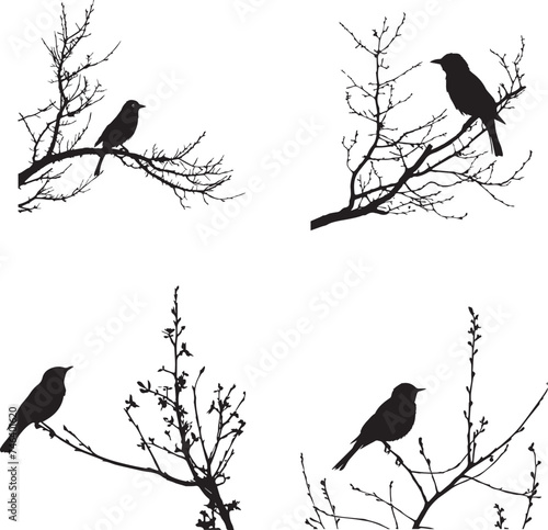 Black silhouette birds on the tree branch white background