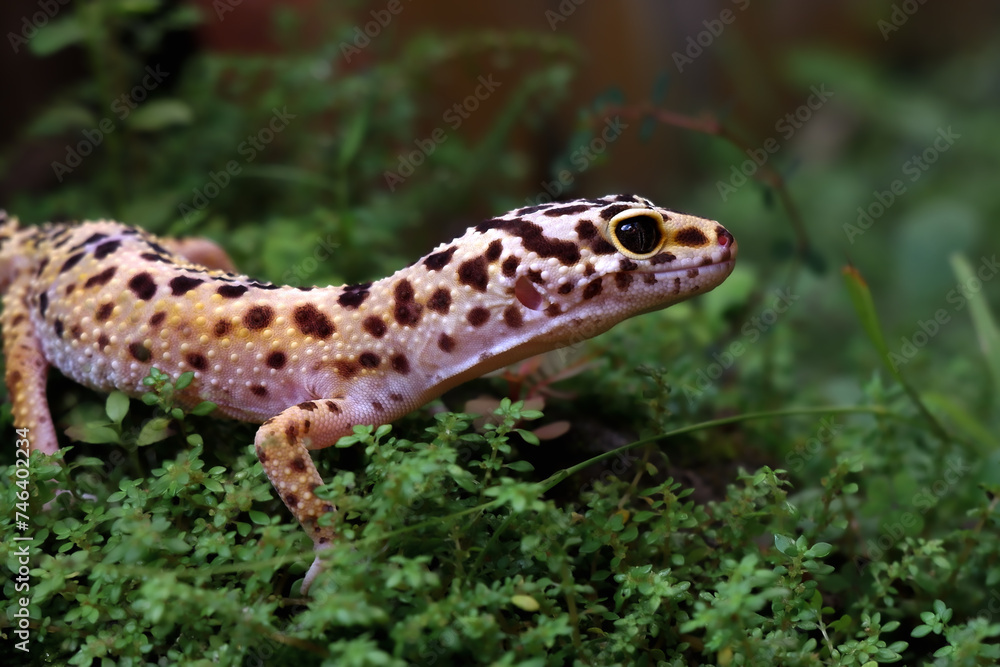 Naklejka premium a reptile type leopard gecko, a pet nocturnal gecko type leopard gecko