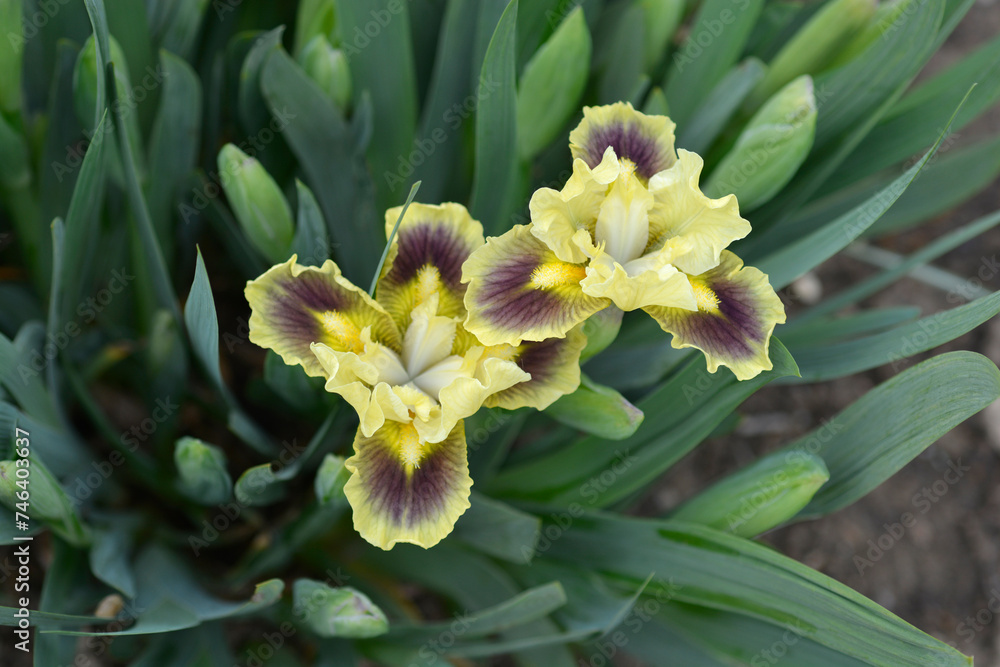 Standard Dwarf Bearded Iris Calamus flowers Standard Dwarf Bearded Iris Calamus flowers