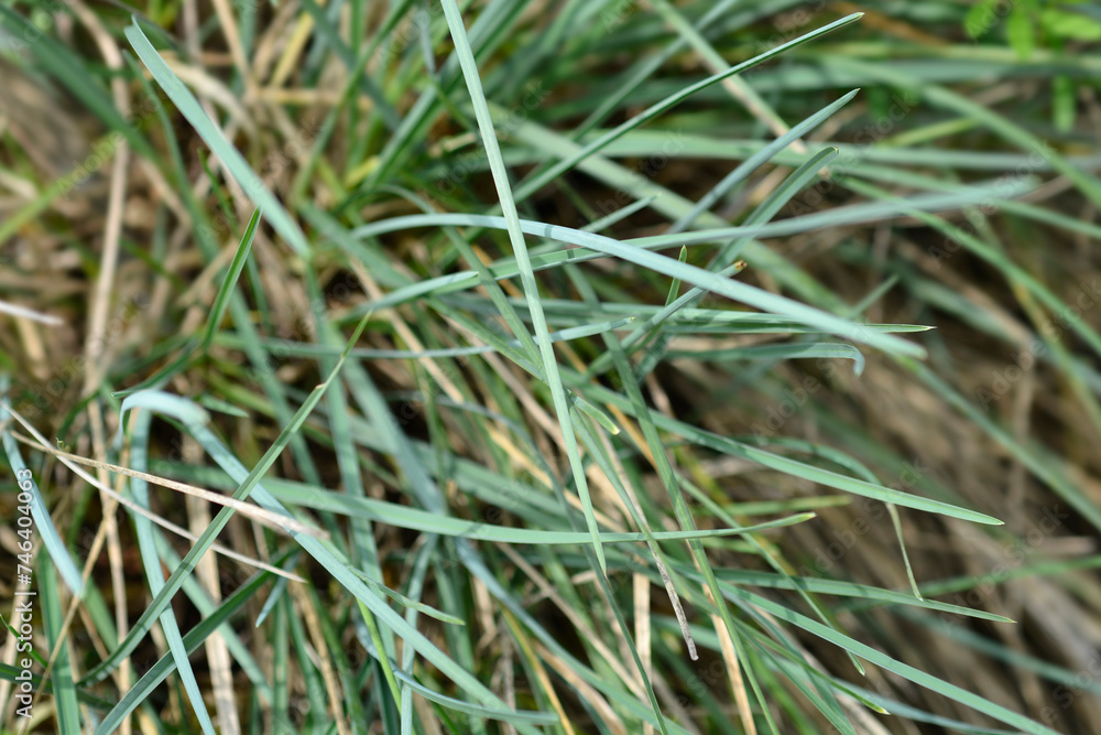 Balkan moor grass leaves Balkan moor grass leaves