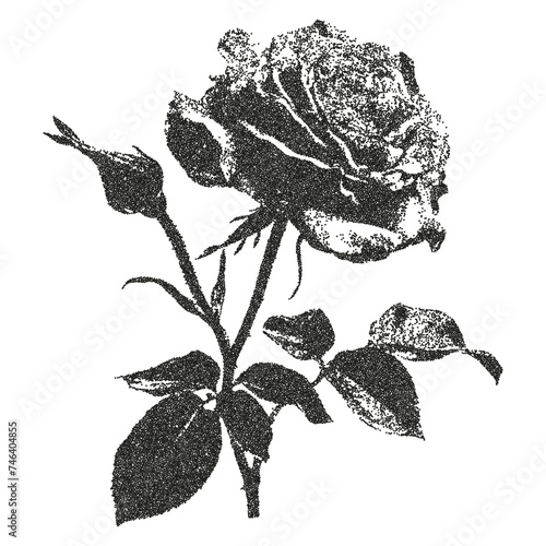 A rose with a retro photocopy effect. Stippling technique. Texture of dots.