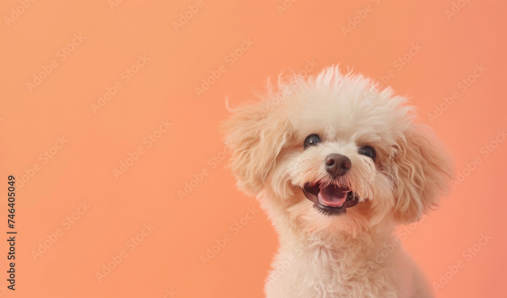 Happy light peach puppy smiling cutely on an isolated peach background. Soft and bright shades, professional studio lighting, banner, close-up. Copy space Happy light peach puppy smiling cutely on an isolated peach background. Soft and bright shades, professional studio lighting, banner, close-up. Copy space