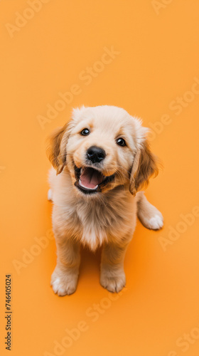 Happy light peach puppy smiling cutely on an isolated peach background. Soft and bright shades, professional studio lighting, banner, close-up. Copy space