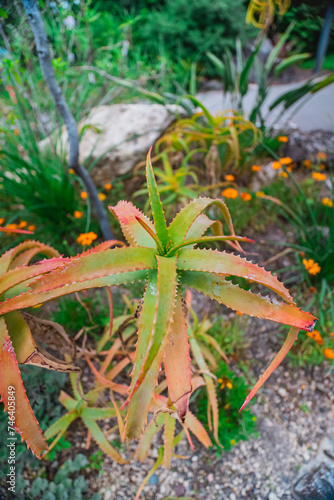 Aloe Vera Cameronii Plant photo