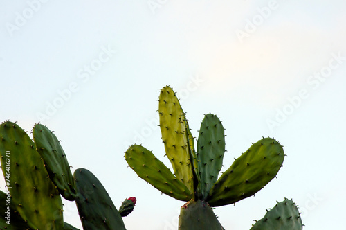 Kaktus Centong, nopal cactus or Opuntia cochenillifera with flower and sky background photo