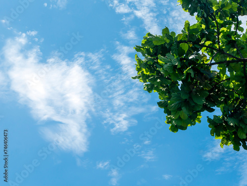 The umbrella plant of Indian almond  Terminalia catappa green leaves with blue sky background