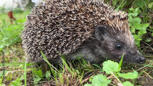 Hedgehog in the grass at the nature. Breathing restlessly.