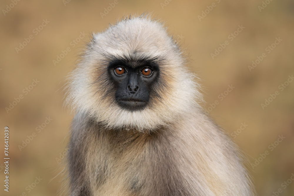 Naklejka premium Black-footed Langur - Semnopithecus hypoleucos, beautiful popular primate from South Asian forests and woodlands, Nagarahole Tiger Reserve, India.