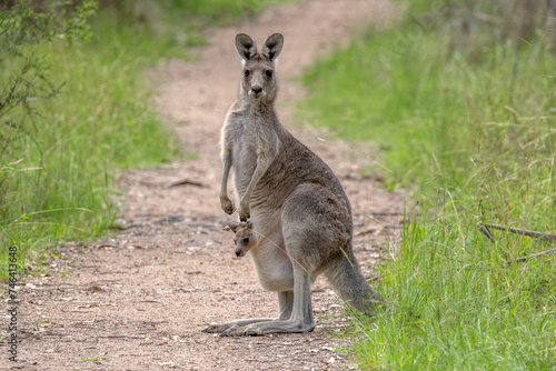 A female Eastern Grey Kangaroo (Macropus giganteus) standing on a bush track in New South Wales, Australia, with a joey in her pouch and looking at the camera.